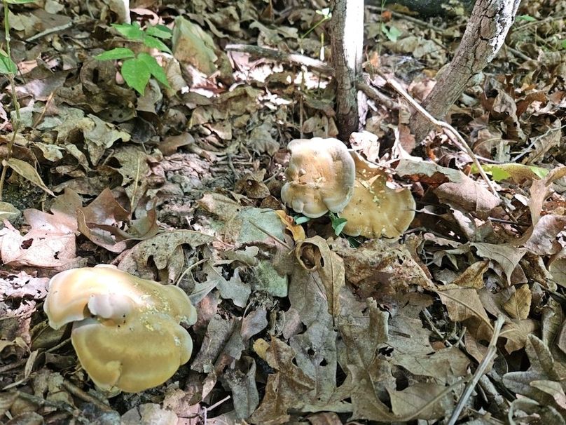 DJI_20240808_103838_142