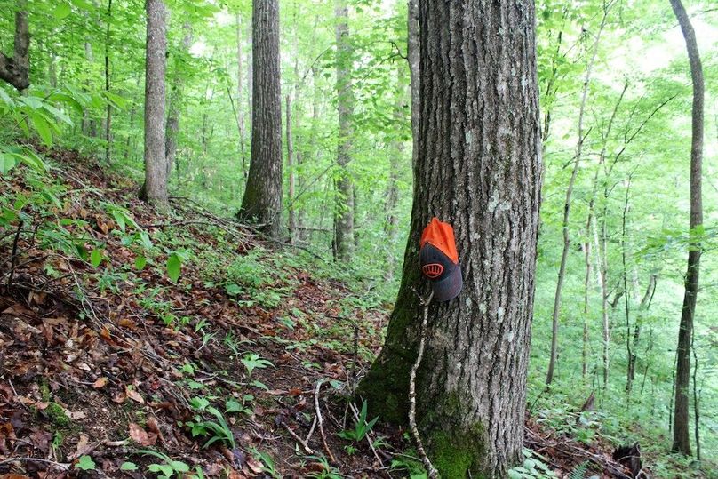 009 mature black oak along north slope