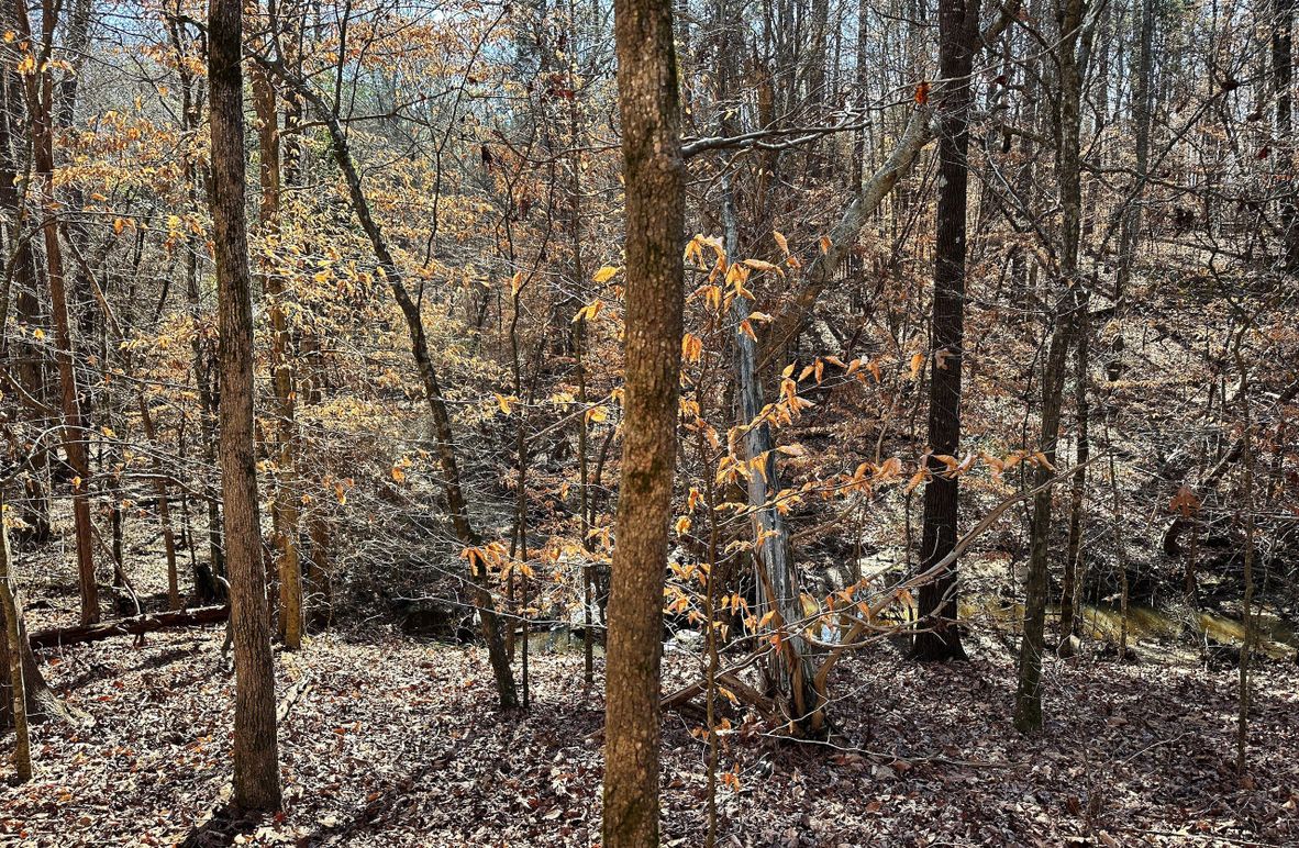 03 Woods Overlooking Creek 02