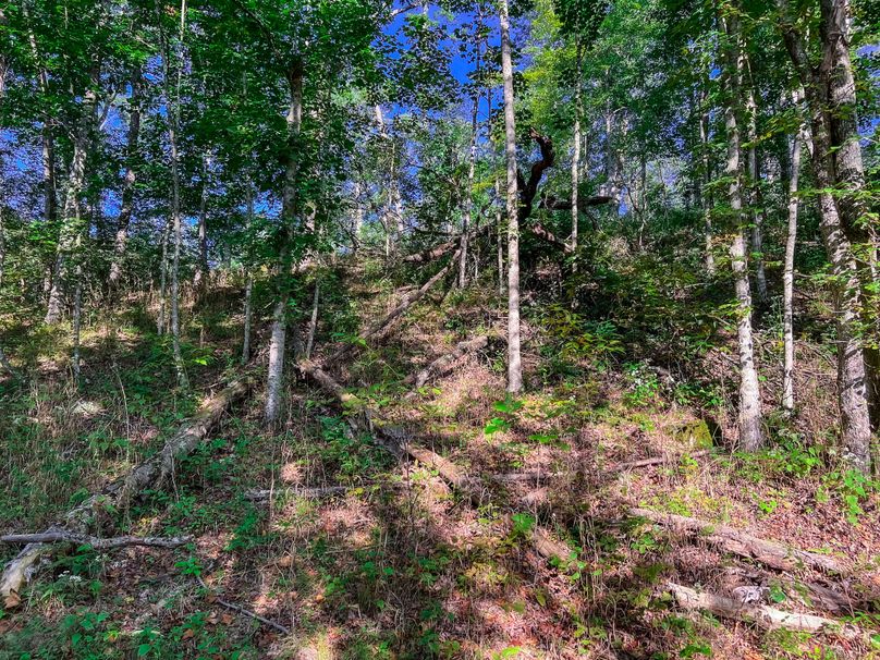Calhoun, WV 101.8 AC Holly -31