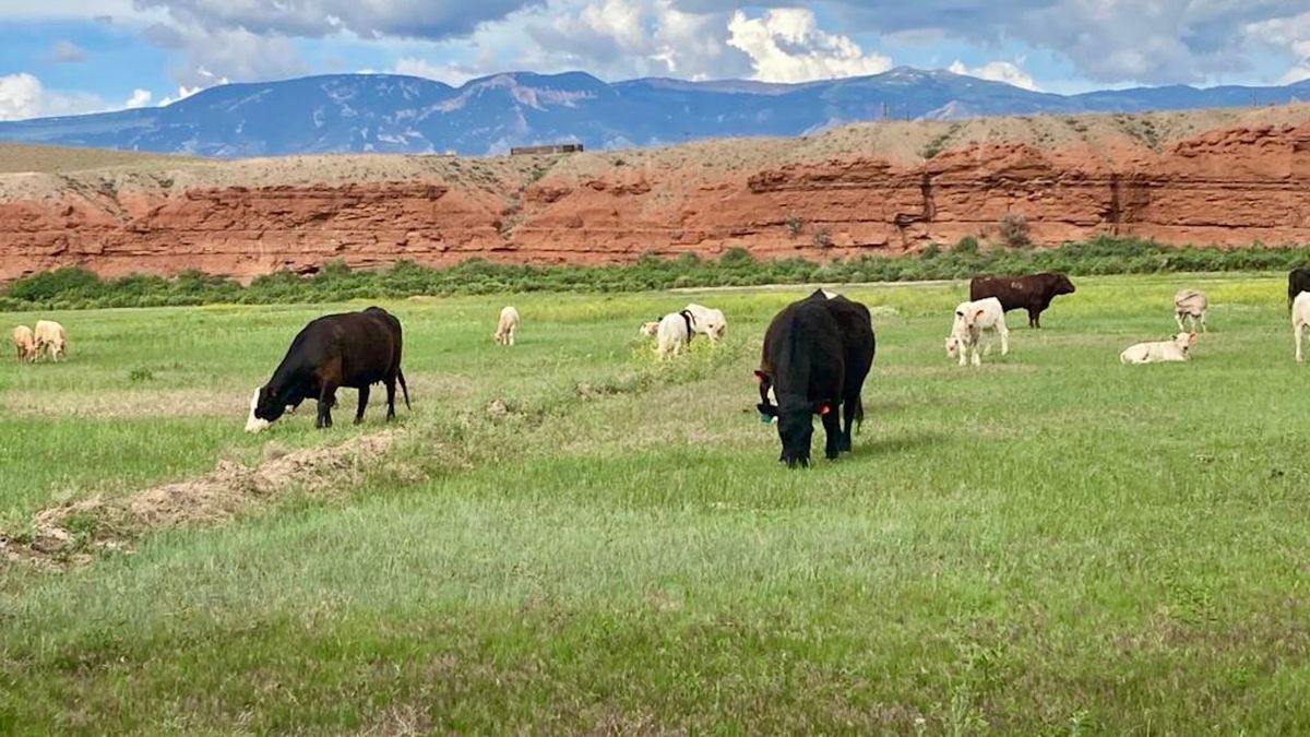 Ranch On The Bighorn River Whitetail Properties