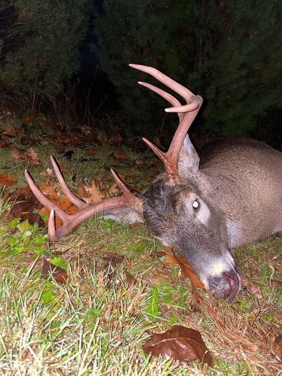 54.03 Houston Deer-6