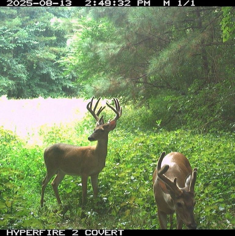 WalkerTwinStates09ab