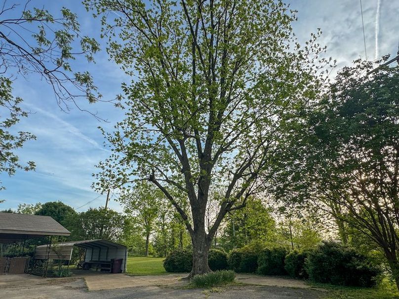 Phillips .5 Stokes -12