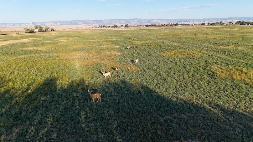 DJI_20240810073718_0202_D