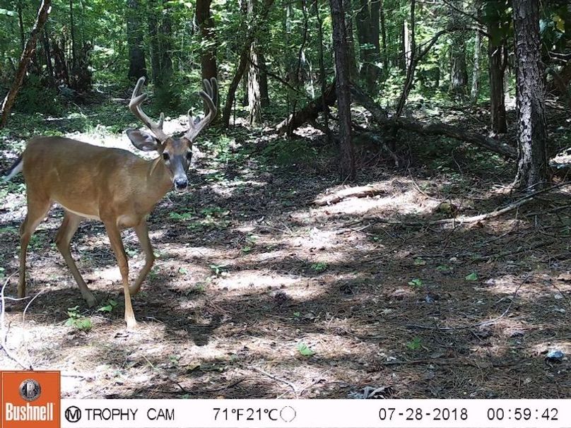 trail cam 7