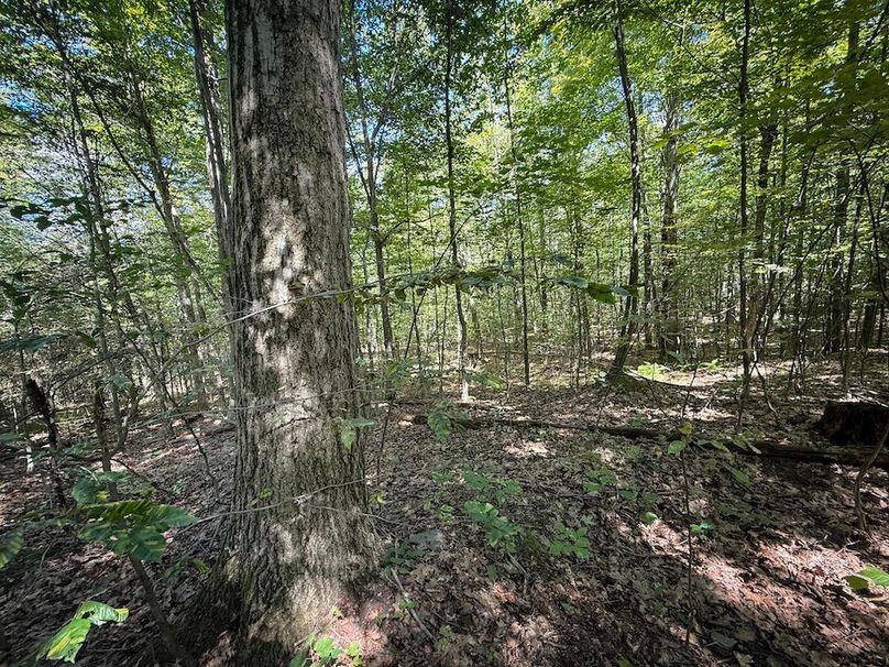 Tioga NY 64 Shores 24