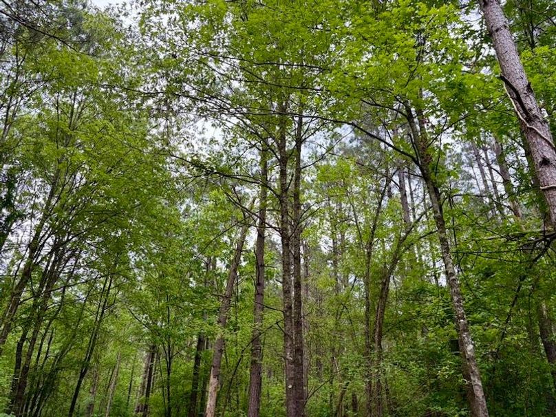 113CAE76-0005-445F-8261-44A2D5A9E64E_1_105_c