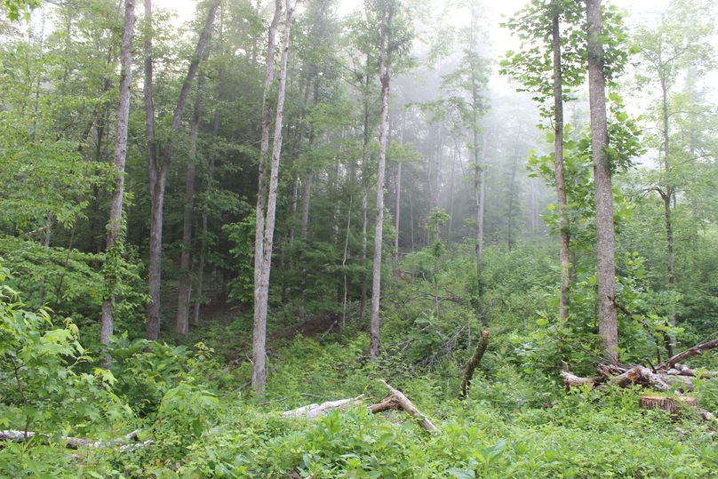006 lush new forest growth since the canopy was opened up