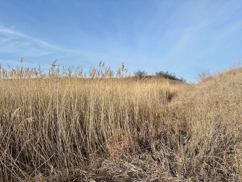 IMG_5384_Tract_1_Canary_Grass