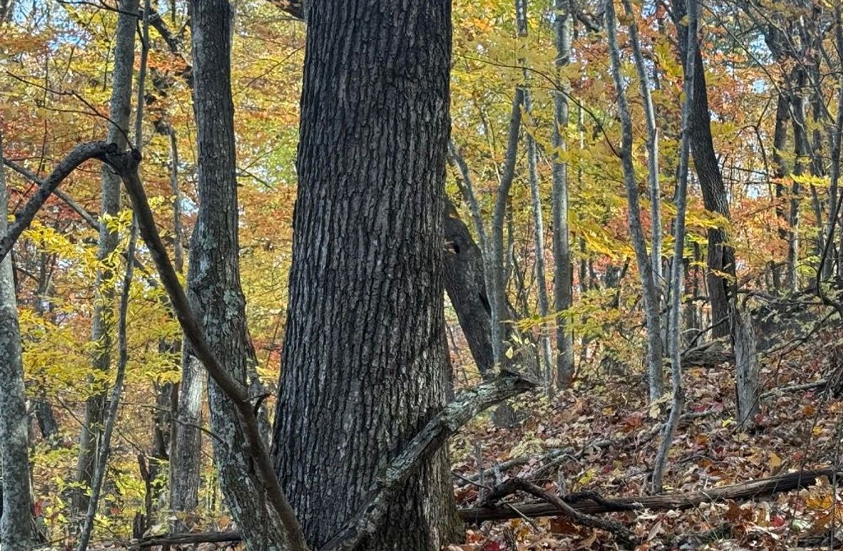 005 Investors Dream with a mulitude of marketable timber-2