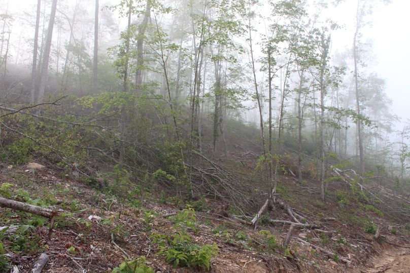 023 foggy backdrop to the area that was timbered in the final phase