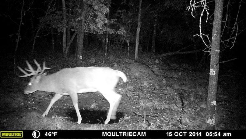 Sauk 174 Trailcam - 82
