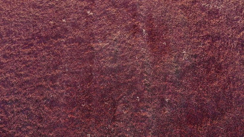 Bires - 10