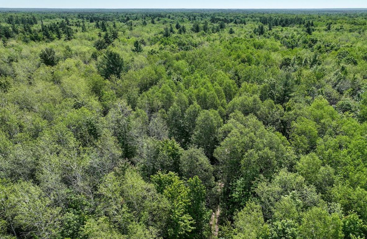 5 Solid timber tract