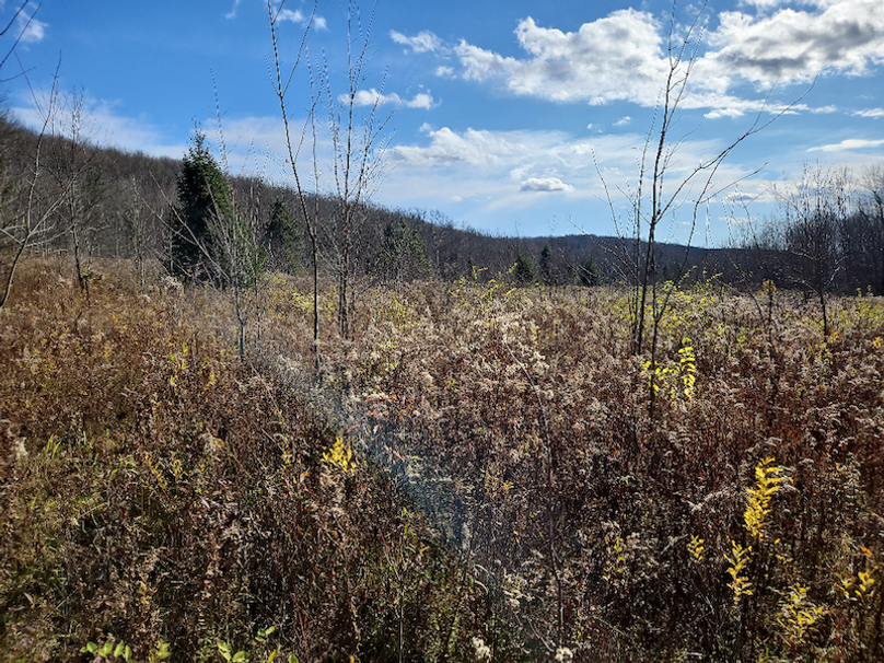 photo_68ffc652-a626-4337-9e54-b3d4a667dab3