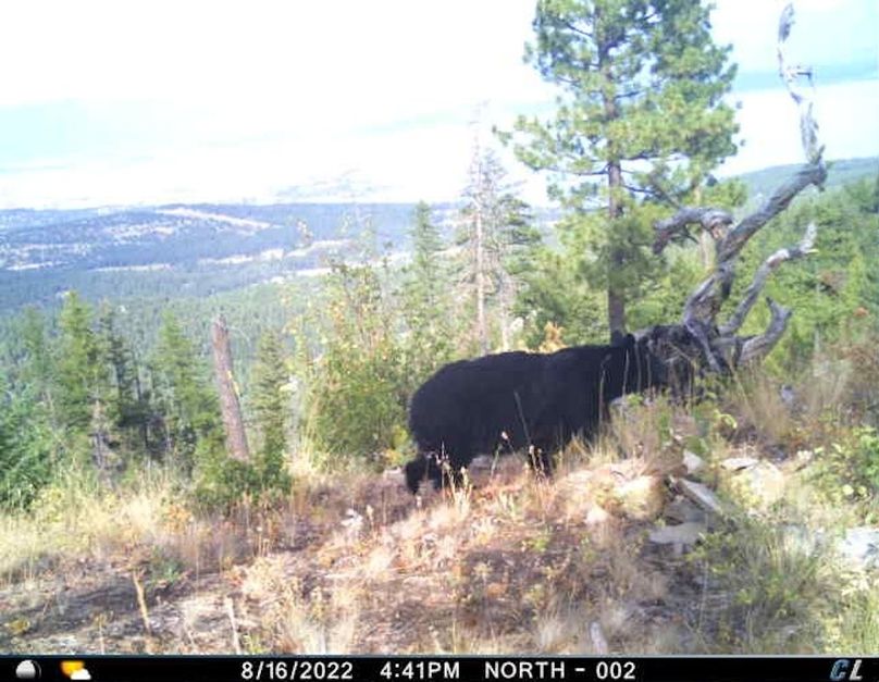 Black bear 2