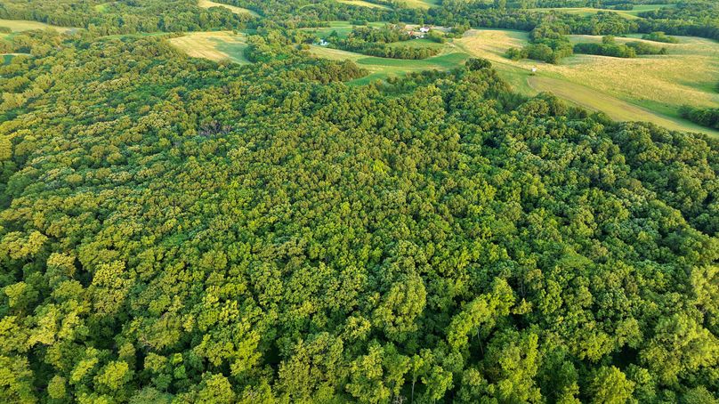 Harrison MO 480 Pro Photo_230 (11)