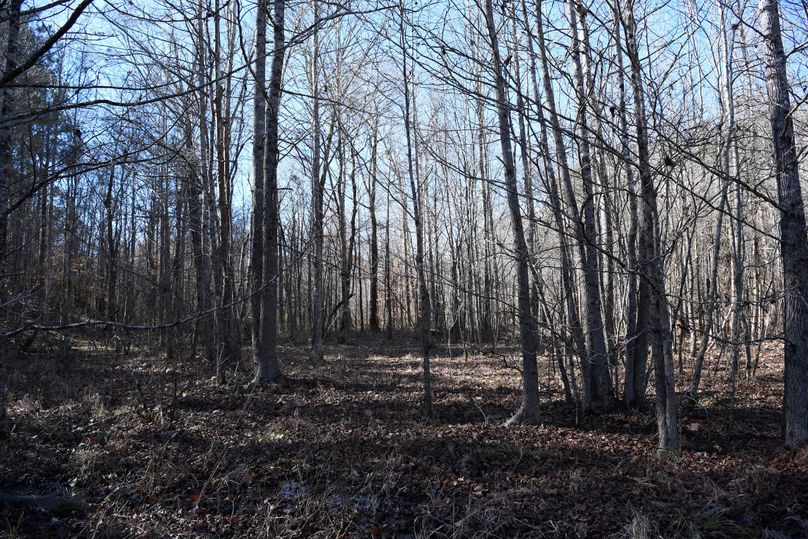 (6)Creek Bottom
