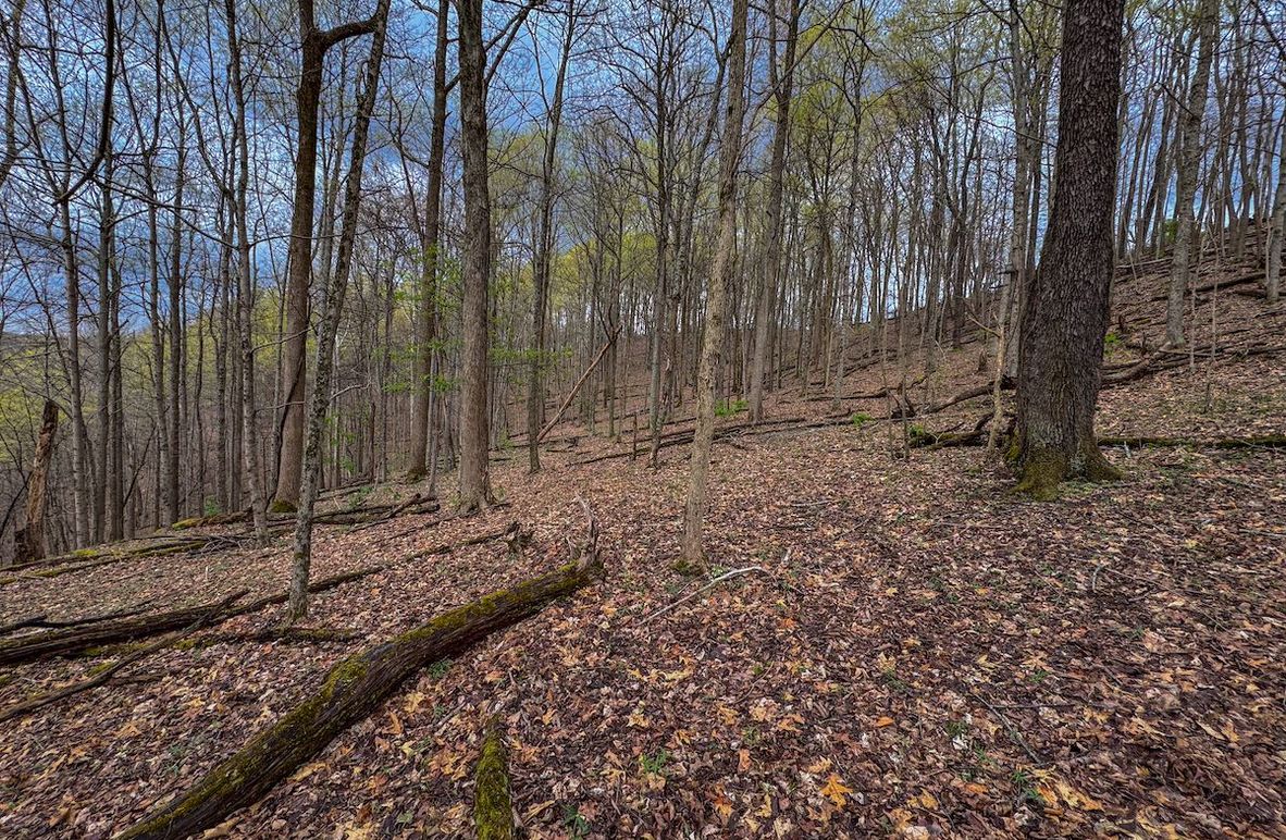 Wirt, WV 39.564 AC Full-04