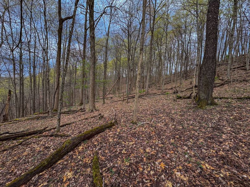 Wirt, WV 39.564 AC Full-04