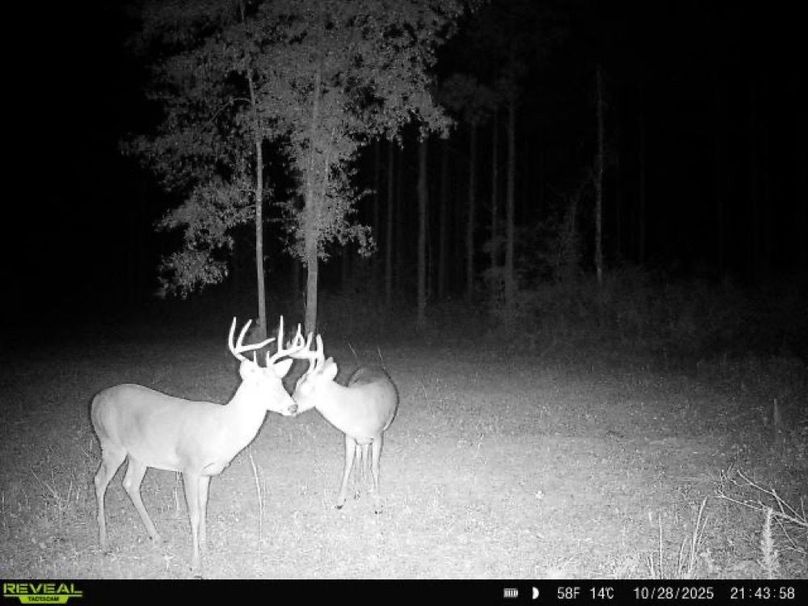 868032065110607-100-2-10282025214358-W1030419