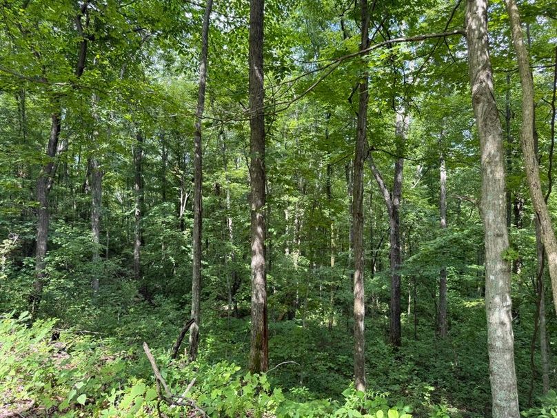 021 the healthy young forest sanctuary in the northwest area of the property