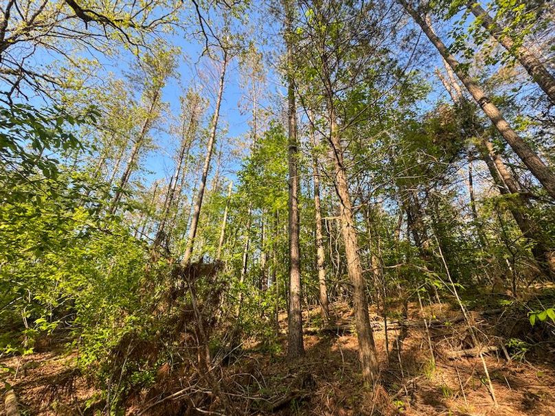 Tallahatchie 44 Newman (Crowden) Wide-20