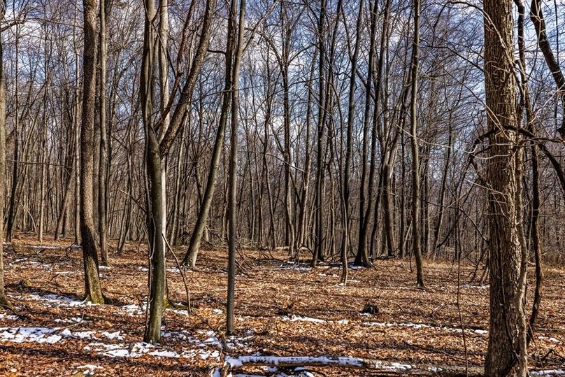 29-web-or-mls-IMG-29