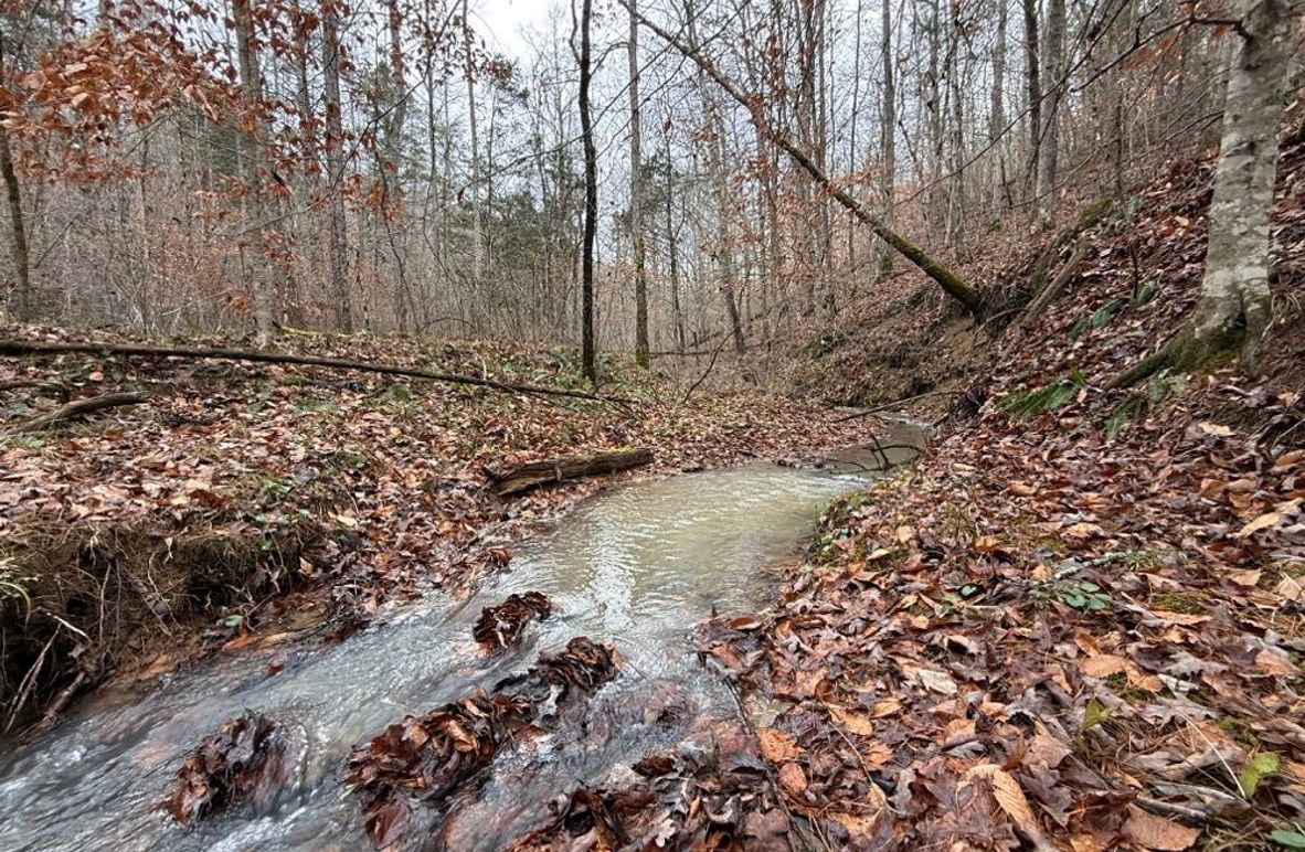 003 the seasonal stream after a steady all night rain