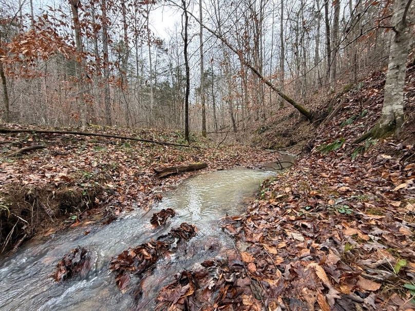003 the seasonal stream after a steady all night rain