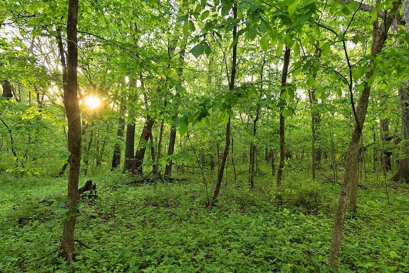 woods understory open