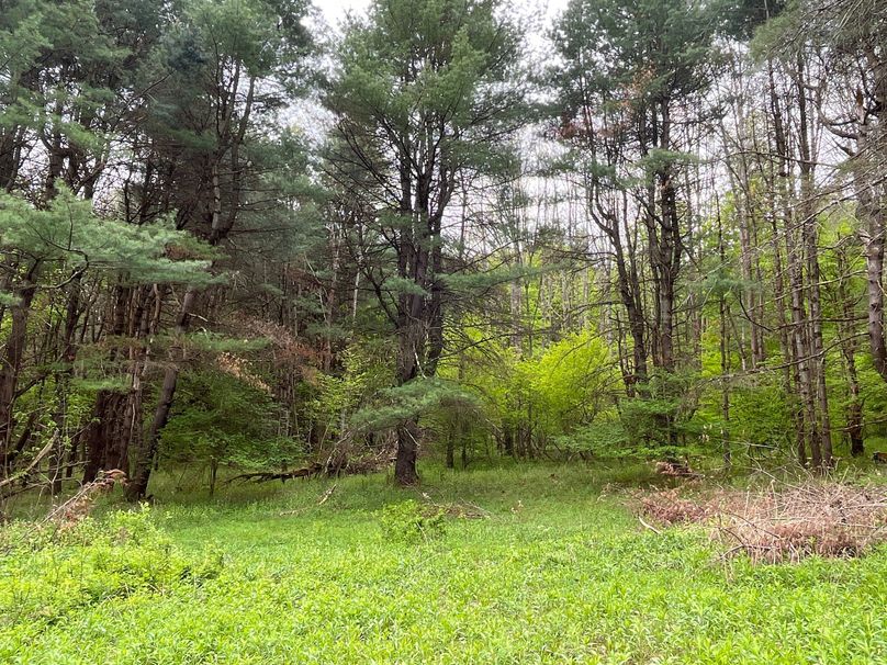 Tioga_18.72_Coulson Photo 2