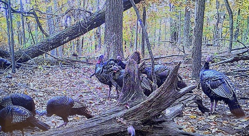 Trail Camera 5