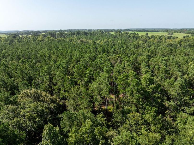 DJI_20240717050325_0156_D-HDR