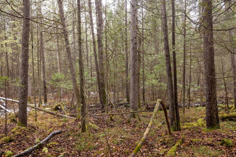 Mackinac 31.5 Noteboom-1718