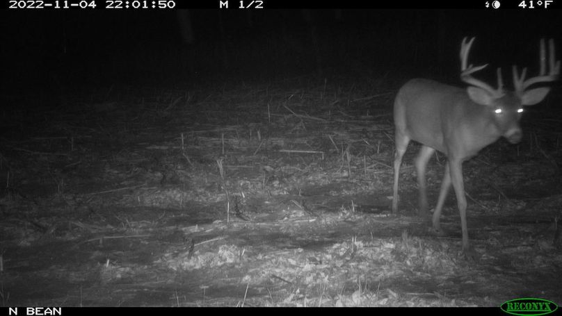 Split brow and fork g2 N bean