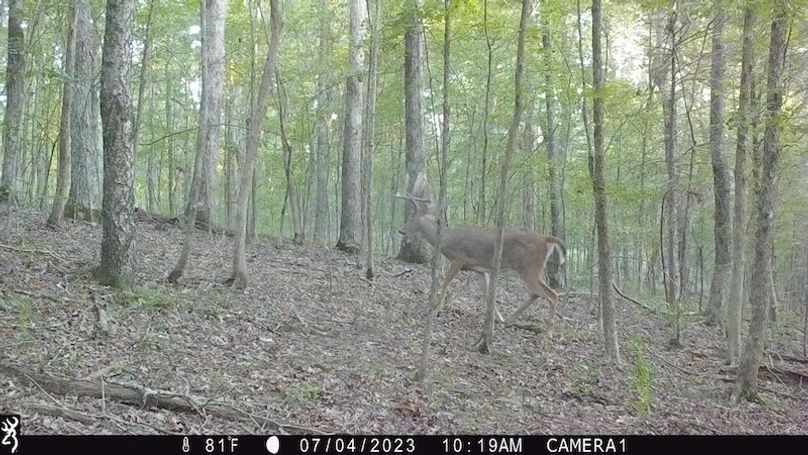 trail cam26