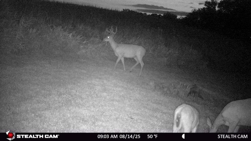 Big Buck Aug 25