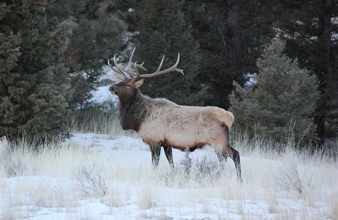 2. ELKS BULLS FRONT YARD