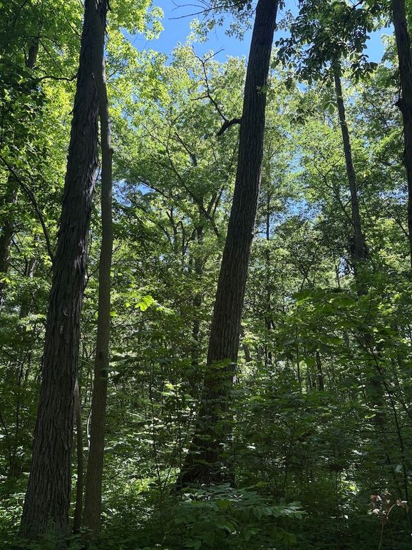 trail 11