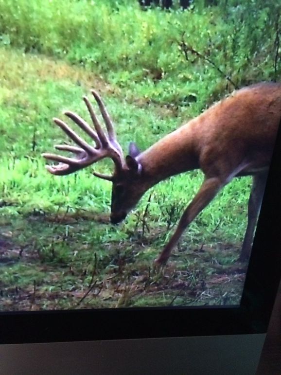 TRAIL CAM 3
