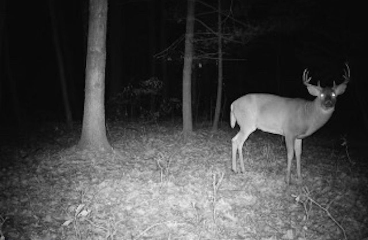 ClarK 160 WILLIAMS -2a