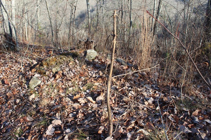 006 yep that is the work of a rut crazed buck