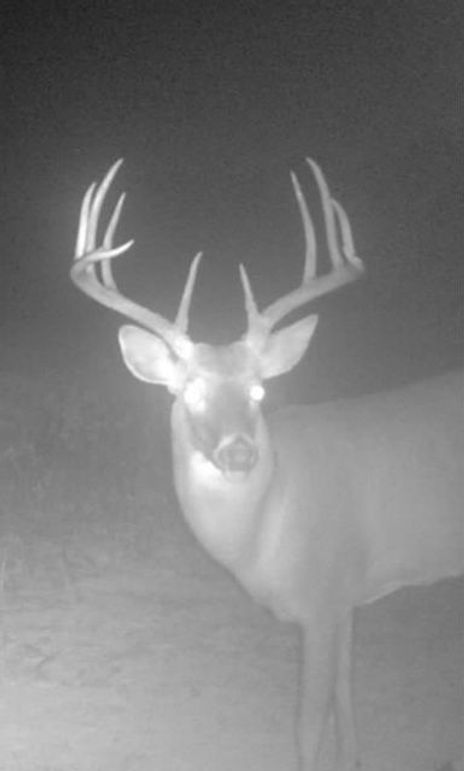 Copy of 934 Deer 1 Large