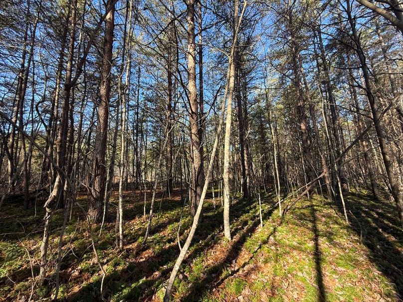 009 some of the pine flats in the upper north part of the property