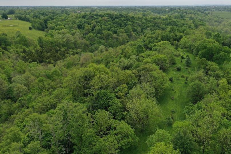 024 the food plot area adjacent to thick cover in the west tract