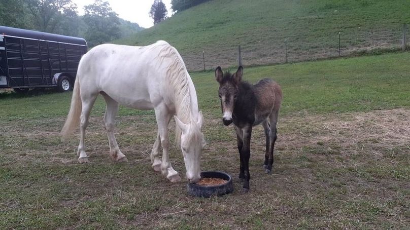 072 happy farm friends