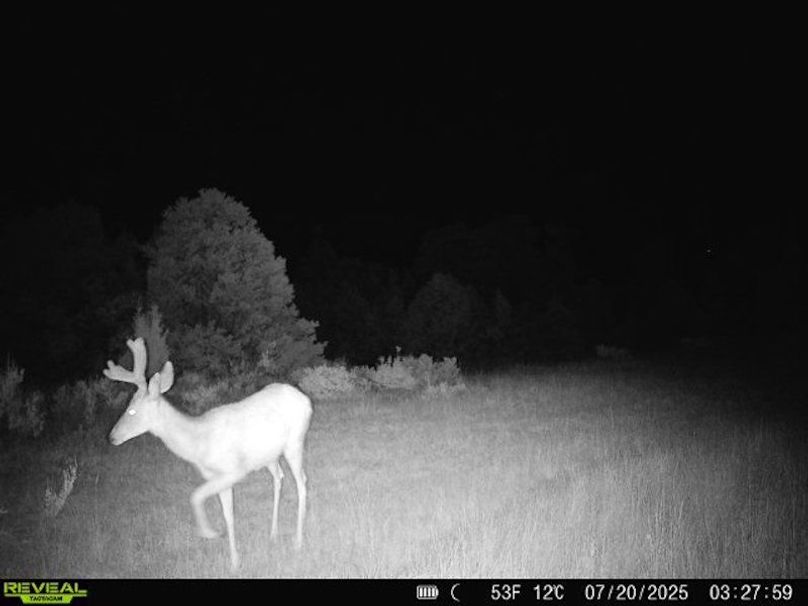 860516060101197-70-2-07202025032758-W1000713