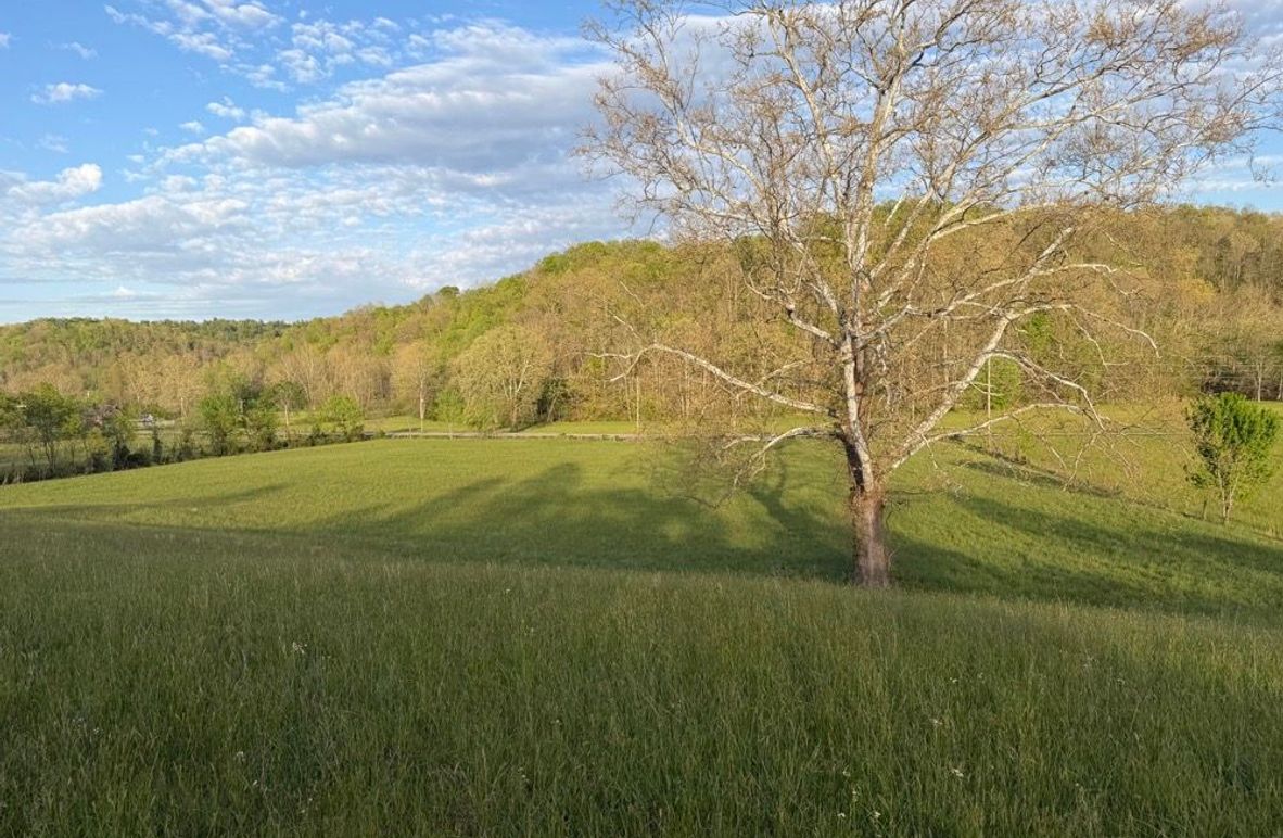 002 Evening light settling over the pasture with a mature sycamore at its center-2